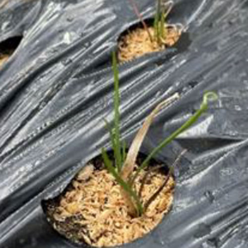 令和7年11月号 北斗わかば介護施設 ニュースレター